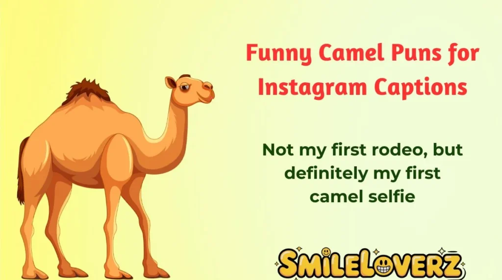 Funny Camel Puns for Instagram Captions