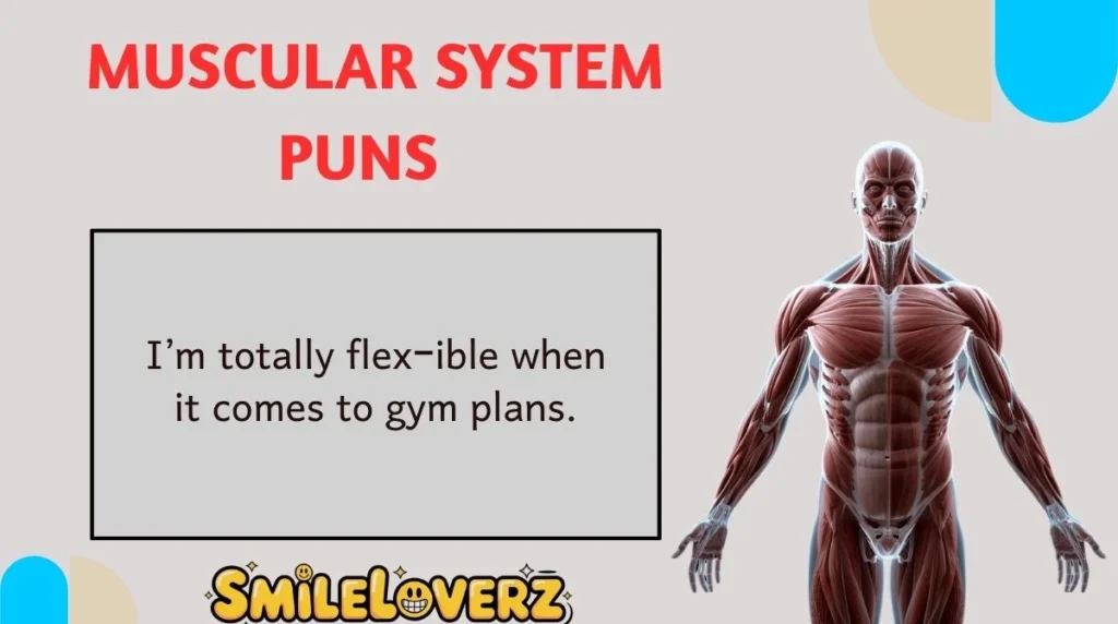 Muscular System Puns