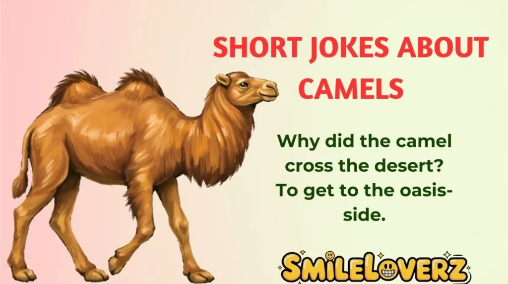 Short Jokes About Camels